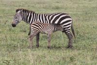 Zebras im Ngorongoro Crater
