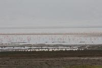 Flamingos im Ngorongoro Crater