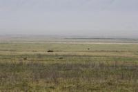 Nashorn im Ngorongoro Crater