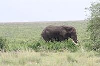 Elefant im Ngorongoro Crater