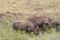 Warzenschweine im Ngorngoro Crater