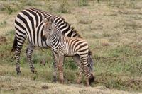 Zebras im Ngorongoro Crater