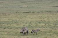 Zebras im Ngorongoro Crater