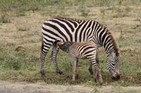 Zebras im Ngorongoro Crater