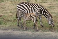 Zebras im Ngorongoro Crater