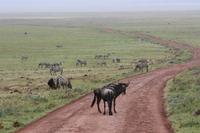 Gnu und Zebra im Ngorongoro Crater