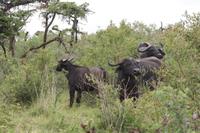 Büffel im Ngorongoro Crater