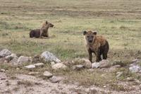 Hyänen in der Serengeti