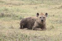 Hyäne in der Serengeti
