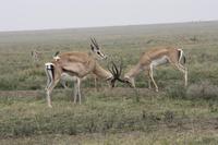In der Serengeti