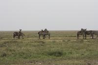 Zebras in der Mittagsruhe