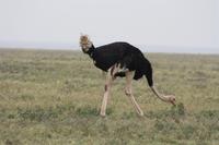 Strauß in der Serengeti