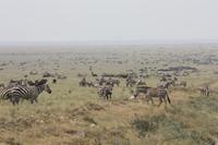 Zebras in der Serengeti
