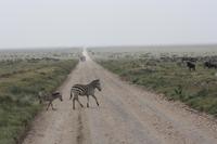Zebras in der Serengeti