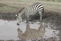 Zebra in der Serengeti