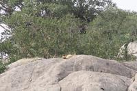 Löwe am Simba Kopjes