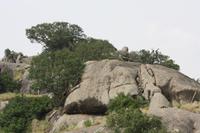 Löwe am Simba Kopjes