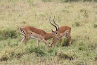 Impalas