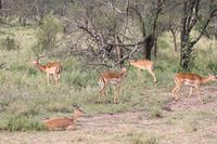 Impalas