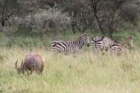 Zebras und Topi in der Serengeti