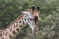Girafe