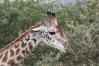 Giraffe in der Serengeti