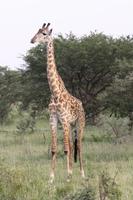 Giraffe in der Serengeti