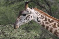 Giraffe in der Serengeti