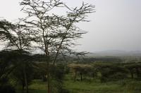 Blick aus unserem Zimmer direkt in die Serengeti