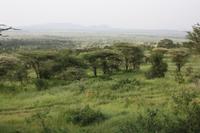 Blick aus unserem Zimmer direkt in die Serengeti