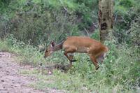 Buschbock in der Serengeti
