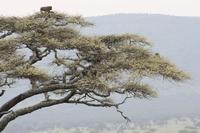Affen naschen Akazien-Blüten