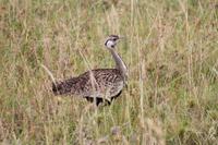 Trappe in der Serengeti