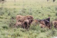 Löwen-Familie beim Festmahl in der Serengeti