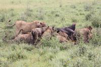 Löwen-Familie beim Festmahl in der Serengeti