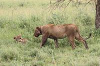 Löwen-Familie beim Festmahl in der Serengeti