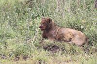 Löwen-Junges nach dem Festmahl in der Serengeti