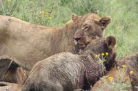 Löwen-Familie beim Festmahl in der Serengeti