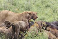 Löwen-Familie beim Festmahl in der Serengeti