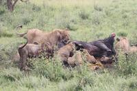 Löwen-Familie beim Festmahl in der Serengeti