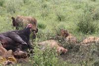 Löwen-Familie beim Festmahl in der Serengeti
