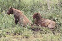 Löwen-Junge nach dem Festmahl in der Serengeti
