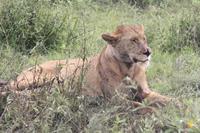 Löwen-Weibchen nach dem Festmahl