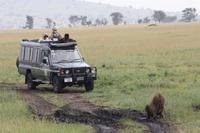 Löwen-Weibchen nach dem Festmahl
