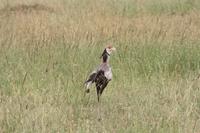Sekretär in der Serengeti