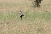 Sekretär in der Serengeti