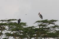 Marabus in der Serengeti