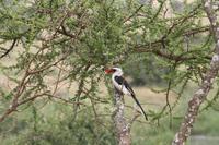 Rotschnabel-Toko in der Serengeti