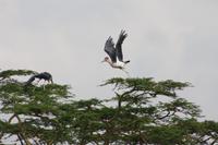 Maribus in der Serengeti