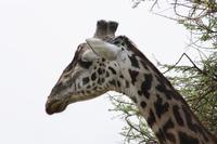 Giraffe in der Serengeti